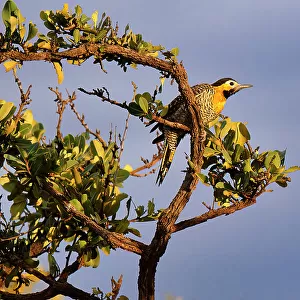 Woodpeckers Photo Mug Collection: Campo Flicker