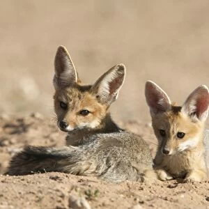 Cape fox (Vulpes chama) cubs, Kgalagadi Transfrontier Park, Northern Cape