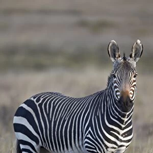 Cape mountain zebra (Equus zebra zebra) stallion, Mountain Zebra National Park, South Africa, Africa