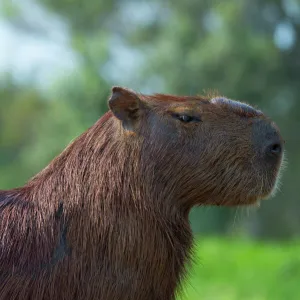 Capybara (Hydrochaeris hydrochaeris) and white-throated kingbird (Tyrannus albogularis) on the back