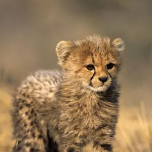 Cheetah, (Acinonyx jubatus)