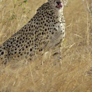 Cheetah (Acinonyx jubatus) cleaning up after eating