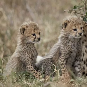 Three cheetah (Acinonyx jubatus) cubs about a month old, Serengeti National Park