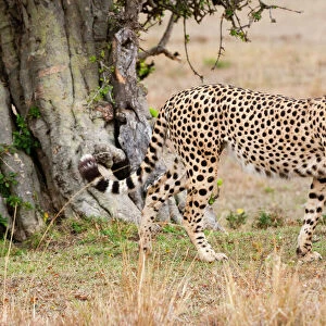 Cheetah (Acinonyx jubatus), Masai Mara, Kenya, East Africa, Africa