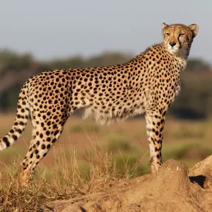 Cheetah female (Acinonyx jubatus), Phinda private game reserve, Kwazulu Natal, South Africa, Africa