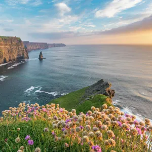 Cliffs of Moher at sunset, with flowers in the foreground, Liscannor, County Clare