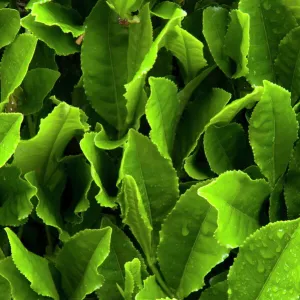 Close up of green tea leaves growing on the Makinohara tea plantation in Shizuoka, Japan