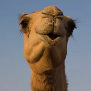 Close-up of camels head in bright evening light, near Abu Dhabi, United Arab Emirates