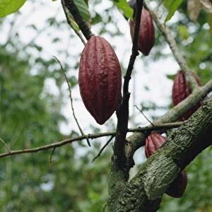 Cocoa pod, Tobago