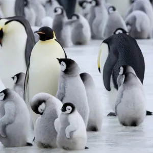 Colony of Emperor penguins (Aptenodytes forsteri) and chicks, Snow Hill Island