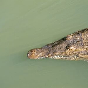 Crocodile, Black River, St