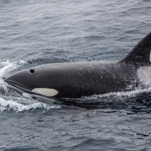 A curious bull killer whale (Orcinus orca) near the National Geographic Explorer off the Cumberland Peninsula, Baffin Island, Nunavut, Canada, North America