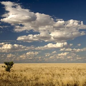 The dead-flat grasslands of the Barkly Tablelands, Northern Territory, Australia, Pacific