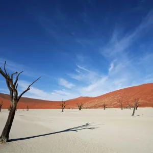 Dead Vlei, Sossusvlei, Namib-Naukluft Park, Namib Desert, Namibia, Africa