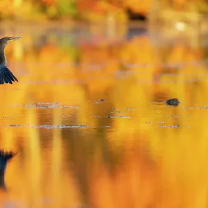 Double-crested Cormorant in Autumn glow, Massachusetts, New England, United States of America, North America