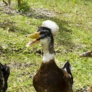 Ducks in the grounds of Montana de Fuego Hotel, La Fortuna, Arenal, Costa Rica