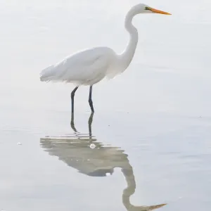 Eastern great egret (Ardea alba modesta), a white heron at Okarito Lagoon, West Coast, South Island, New Zealand, Pacific