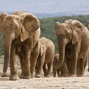 Elephant breeding herd (Loxodonta africana), Addo Elephant National Park