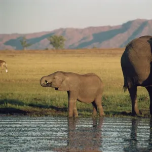 Elephant and calf