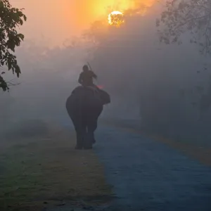 Elephant in the fog below the rising sun, Kaziranga National Park, UNESCO World Heritage Site