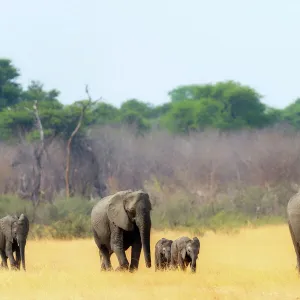 Elephant herd heading towards the waterhole, Hwange National Park, Zimbabwe, Africa