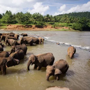 Elephants bathing in the river