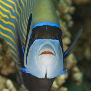 Emperor angelfish (Pomacanthus imperator) close-up, Naama Bay, off Sharm el-Sheikh, Sinai, Red Sea, Egypt, North Africa, Africa