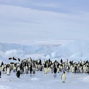 Emperor penguin colony (Aptenodytes forsteri), Snow Hill Island, Weddell Sea