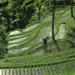 A farmer walking through lush rice terraces on Bali