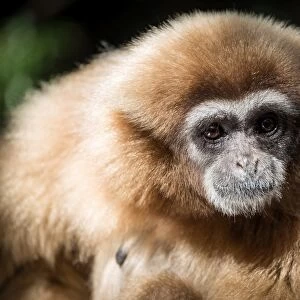 Female Gibbon at Monkeyland Primate Sanctuary in Plettenberg Bay, South Africa. Africa