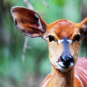 Nyala