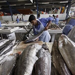 Fish market in Deira, Dubai, United Arab Emirates, Middle East