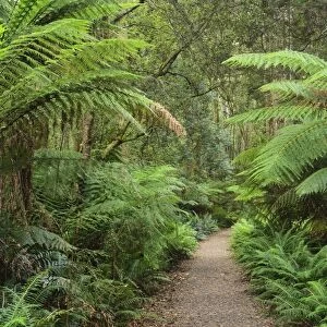 Footpath through Temperate Rainforest, Strahan, Tasmania, Australia, Pacific