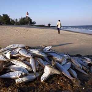 Fresh fish piled on the rocks at the coastal city Beira, Mozambique, Africa