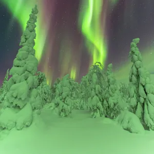 Frozen trees under the dance of the Northern Lights (Aurora Borealis) in a starry night, Pallas-Yllastunturi National Park, Muonio, Lapland, Finland, Europe