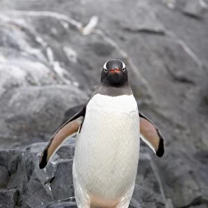 Gentoo penguin (Pygoscelis papua), Port Lockroy, Wiencke Island, Antarctic Peninsula