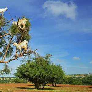 Goats on tree, Morocco, North Africa, Africa