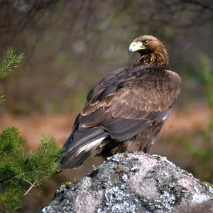 Golden eagle, Highlands, Scotland, United Kingdom, Europe