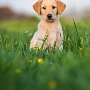 Golden Labrador puppy sitting in a field of buttercups, United Kingdom, Europe