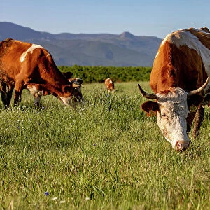 Grazing cattle in Zallq, Istog province, Kosovo