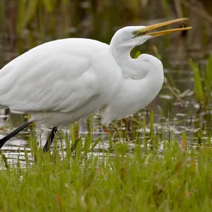 Great egret (Ardea alba) flipping prey in its beak, San Jacinto Wildlife Area