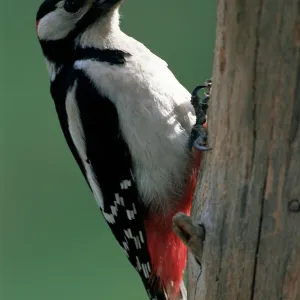 Greater spotted woodpecker (Dendrocopos major), Finland, Scandinvia, Europe