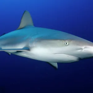 Grey reef shark, Turks and Caicos, West Indies, Caribbean, Central America