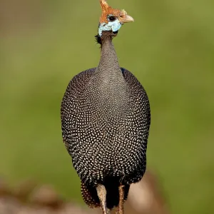 Helmeted guineafowl (Numida meleagris), Samburu National Reserve, Kenya