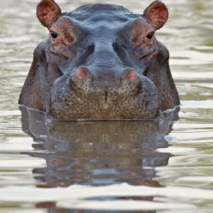 Hippopotamus (Hippopotamus amphibius), Serengeti National Park, Tanzania