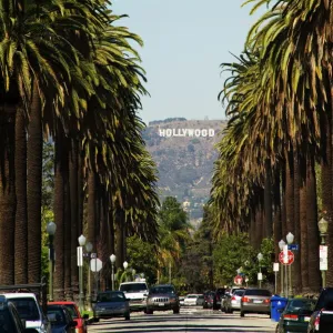 Hollywood Hills and The Hollywood sign from a tree