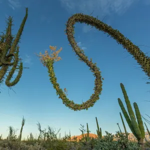 Huge Boojum Tree (Cirio) (Fouquieria columnaris) near Bahia de Los Angeles, Baja California Norte, Mexico, North America