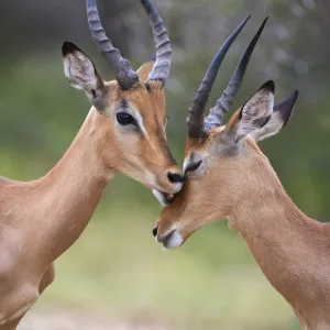 Impala (Aepyceros melampus), males allogrooming, Kruger National Park, Mpumalanga