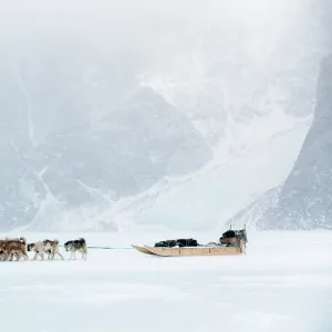 Inuit hunter walking his dog team on the sea ice in a snow storm, Greenland, Denmark