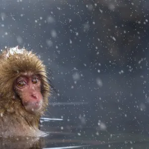 Japanese macaque (Snow monkey) (Macata fuscata), relaxing in a hot spring, Jigokudani Yaen-Koen